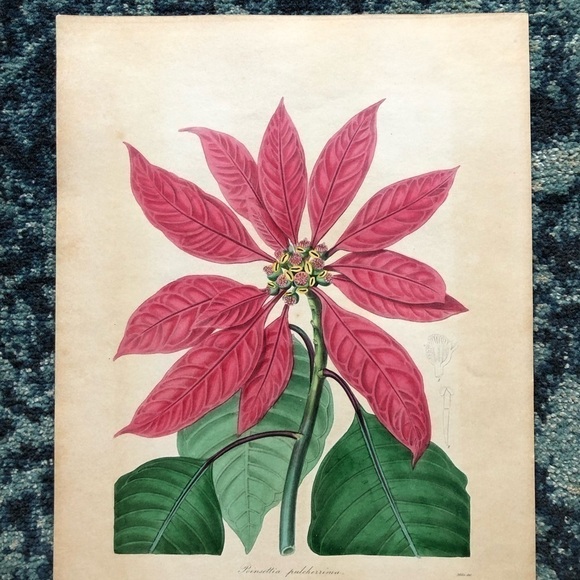 Poinsettia Botanical Chromo Lithograph Print - Picture 4 of 6